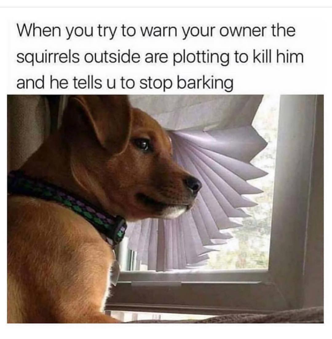 When you try to warn your owner the squirrels outside are plotting to kill him and he tells u to stop barking.