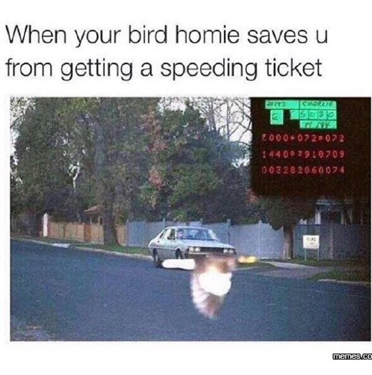 When your bird homie saves u from getting a speeding ticket.