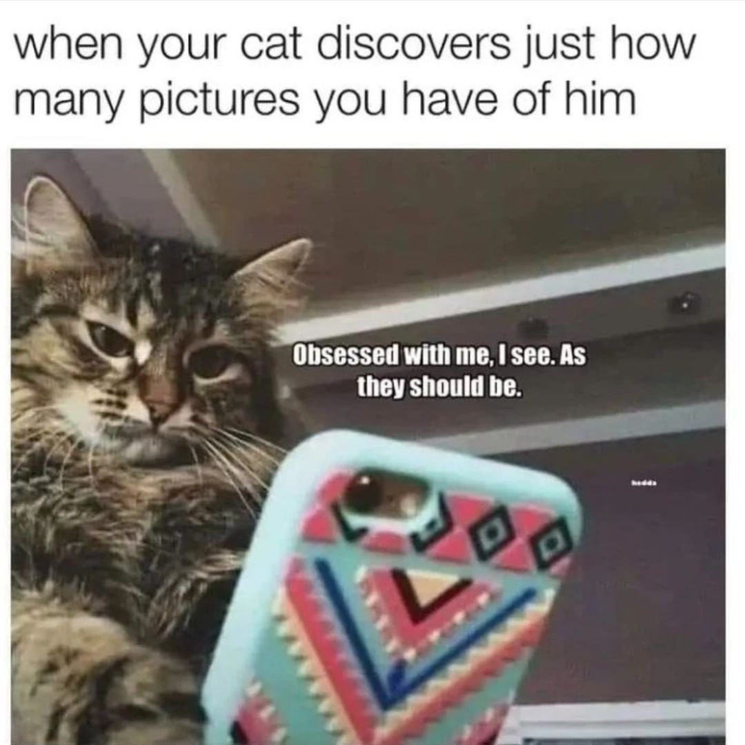 When your cat discovers just how many pictures you have of him ...