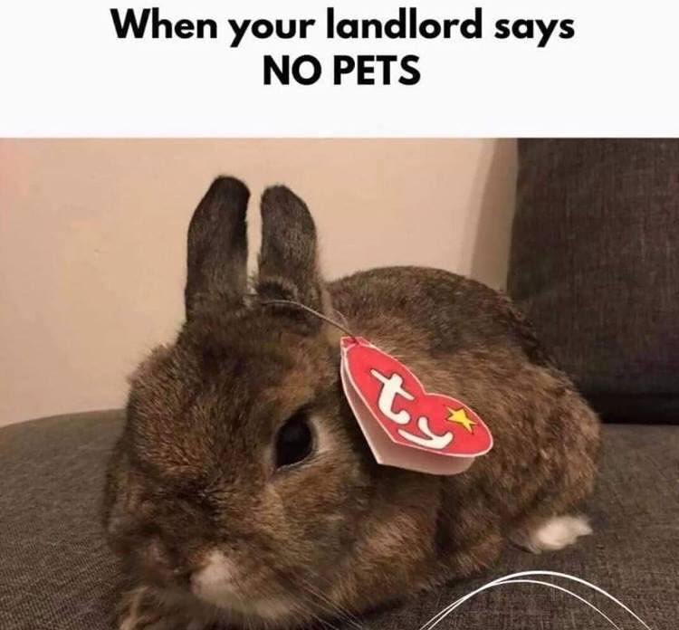 When your landlord says no pets.