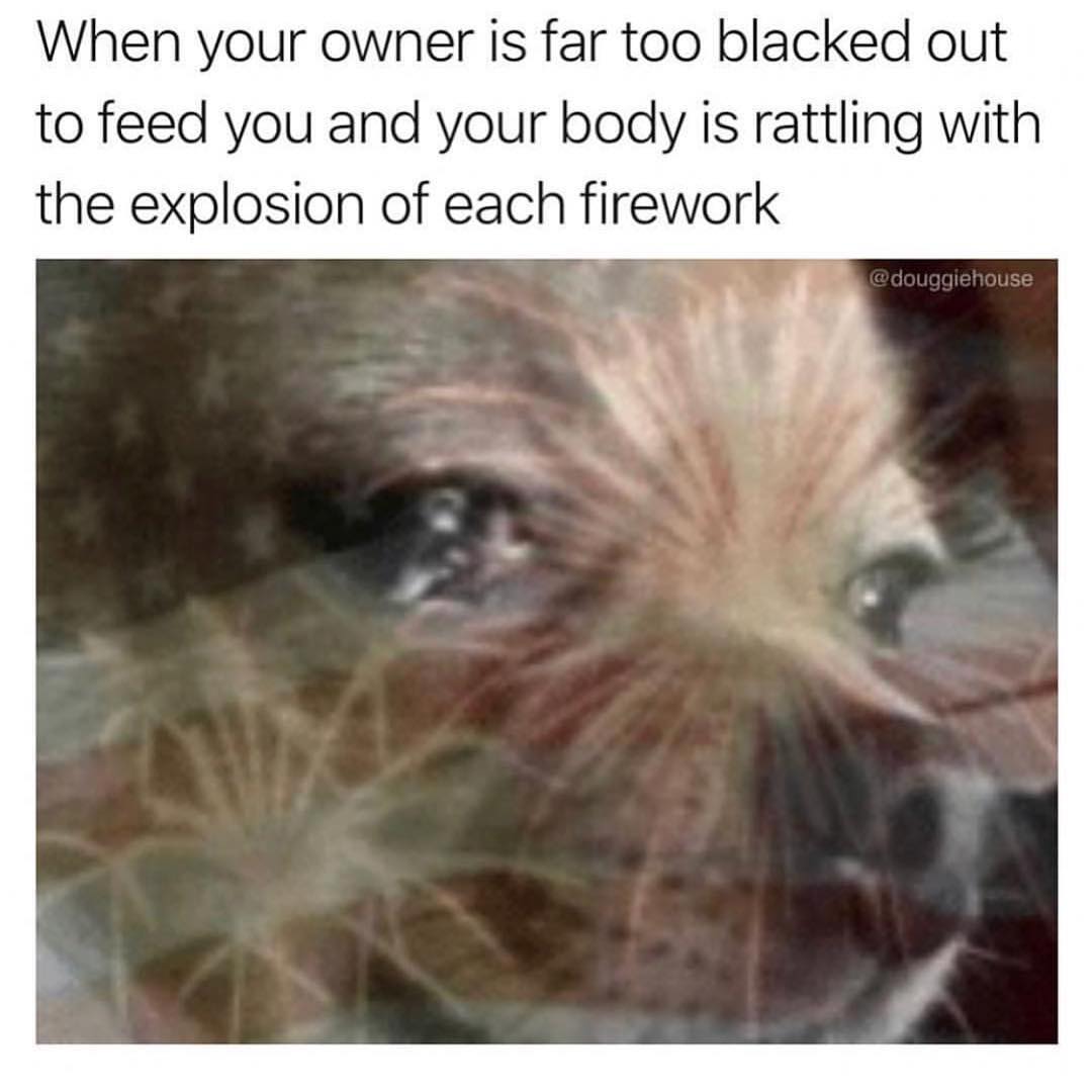 When your owner is far too blacked out to feed you and your body is rattling with the explosion of each firework.