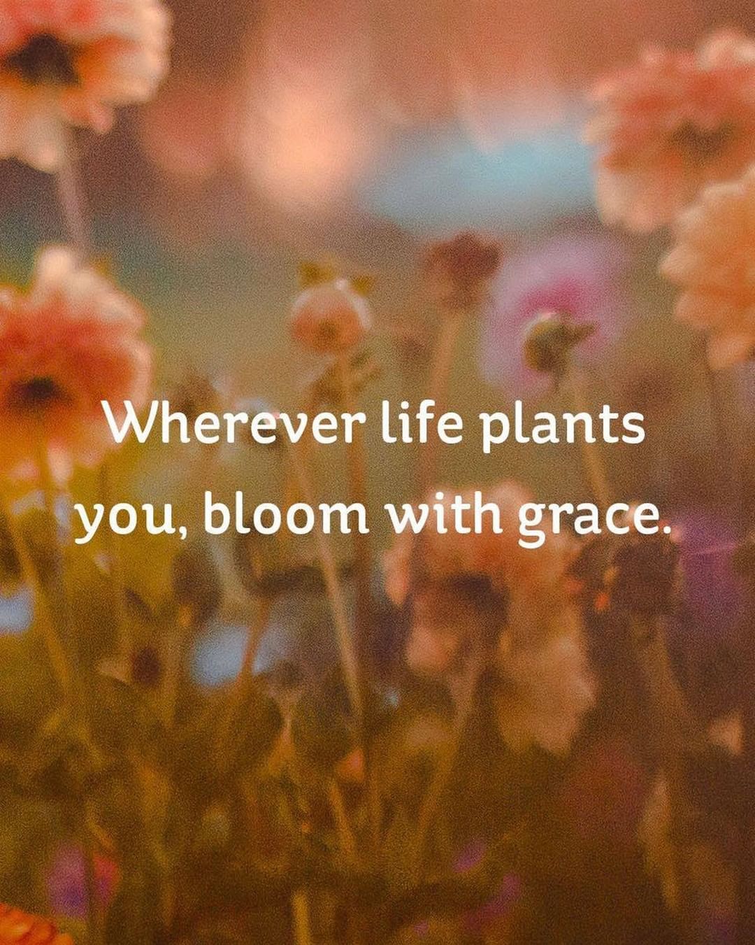 Wherever life plants you, bloom with grace.