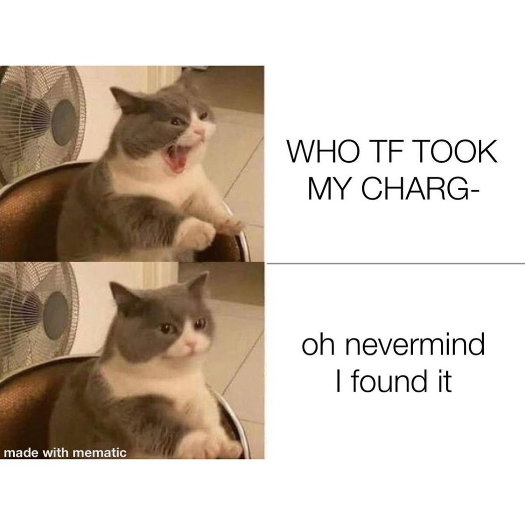 Who took. Memes i found. Me and who meme. Is it really Worth it meme animal. Photo of Cat who didn't know the question.