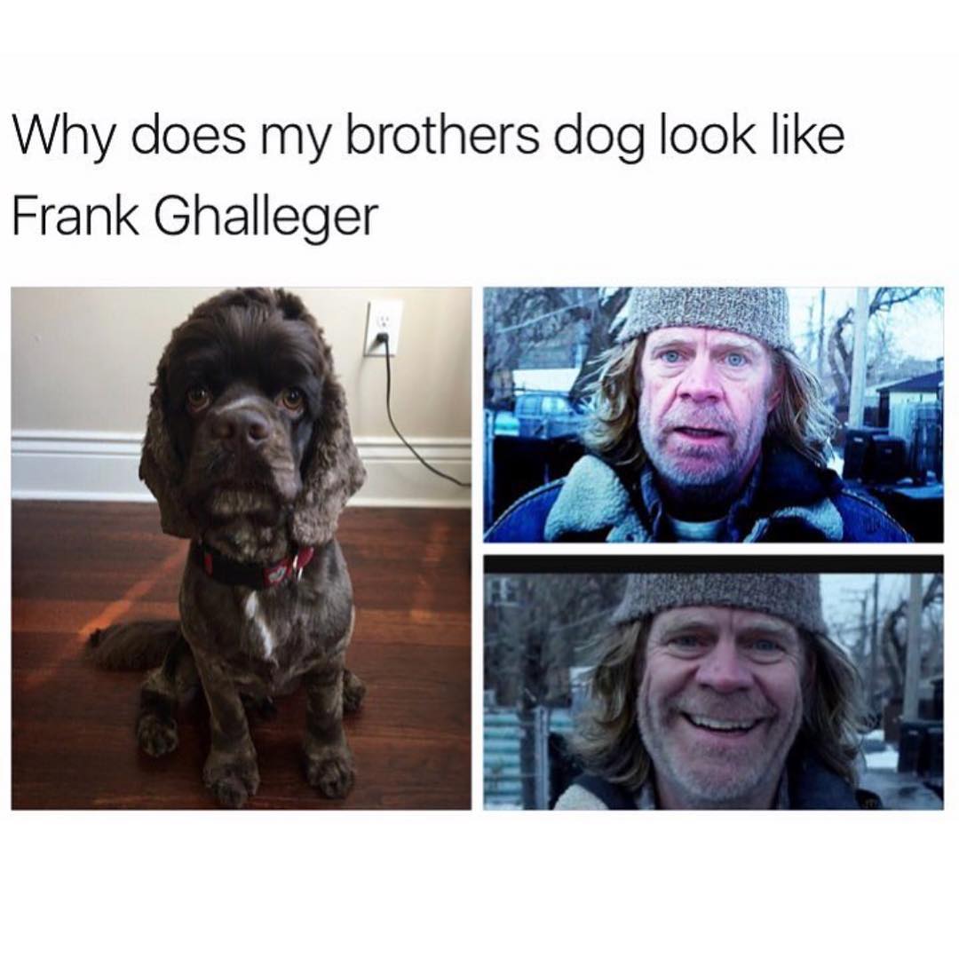 Why does my brothers dog look like Frank Ghalleger. Funny