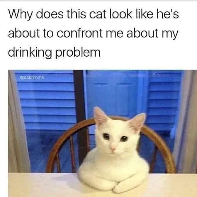 Why does this cat look like he's about to confront me about my drinking problem.