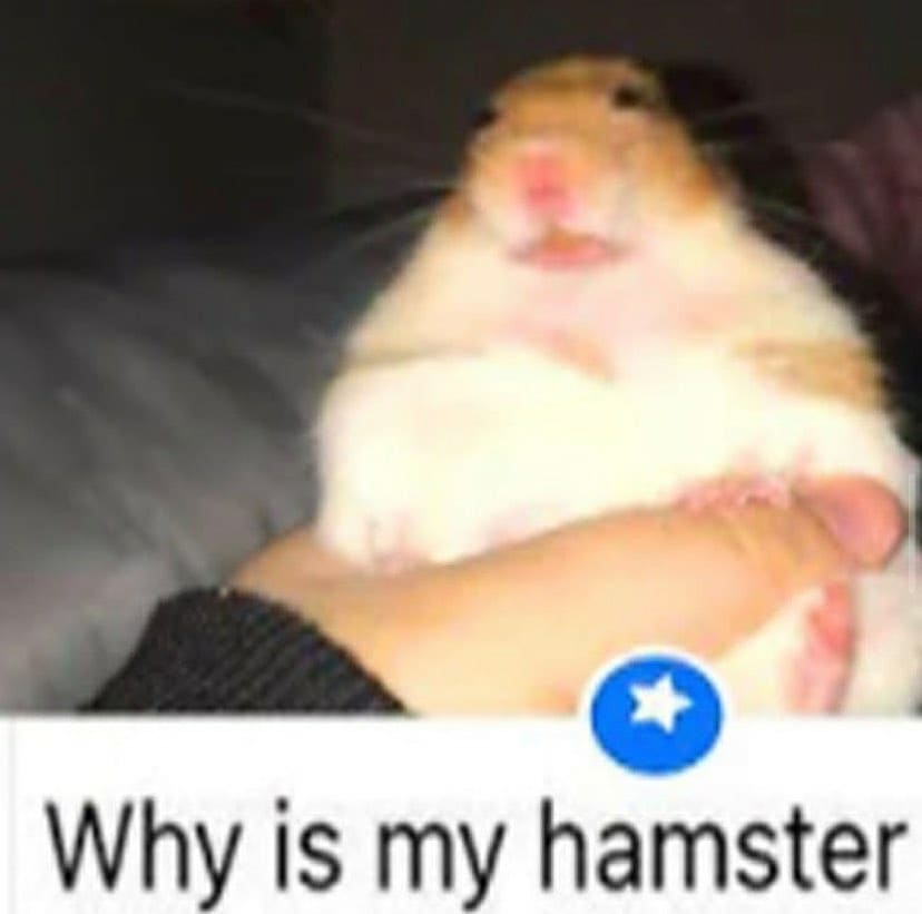 Why is my hamster. - Funny
