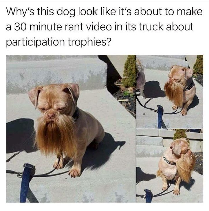 Why's this dog look like it's about to make a 30 minute rant video in its  truck about participation trophies? - Funny