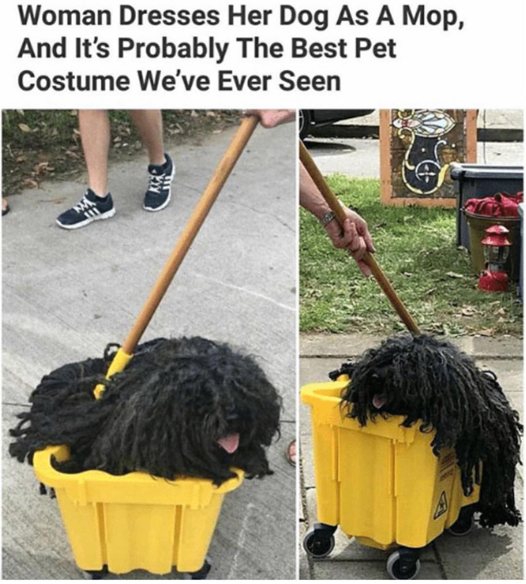 Woman dresses her dog as a mop, and it's probably the best pet costume we've ever seen.