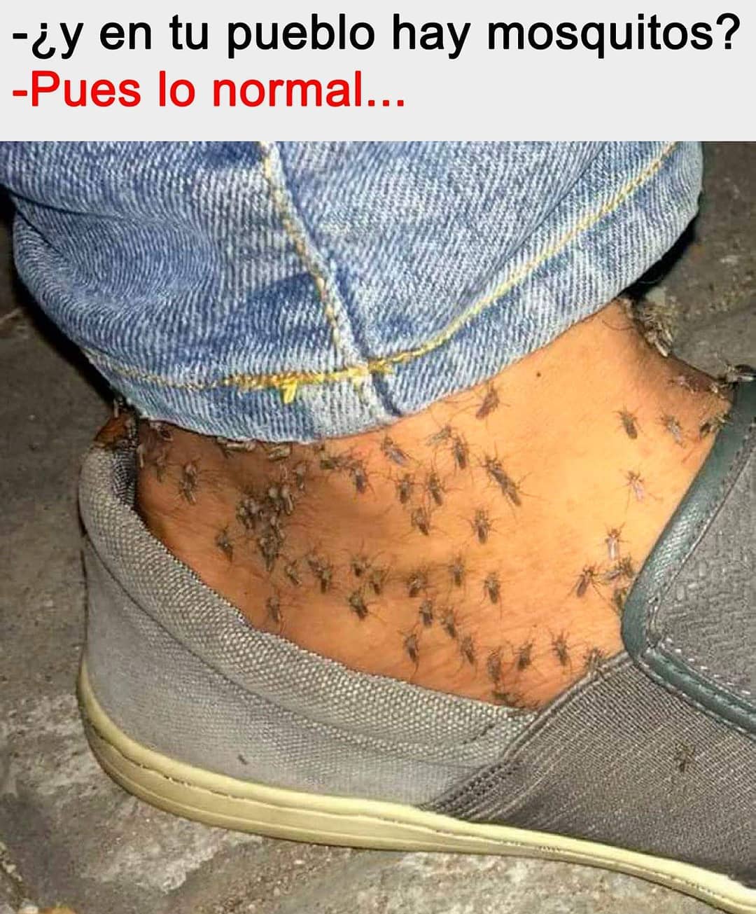 ¿Y en tu pueblo hay mosquitos?  Pues lo normal...