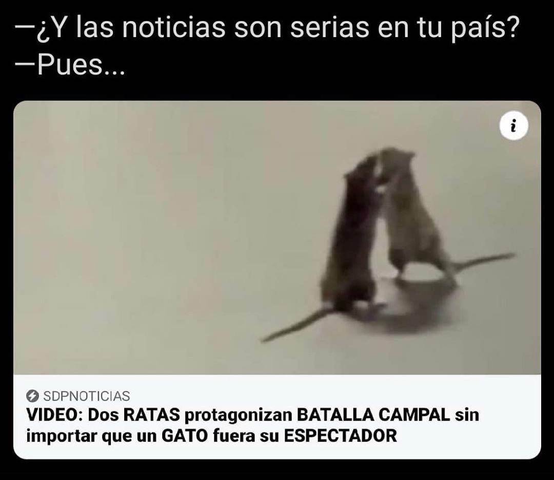 ¿Y las noticias son serias en tu país?  Pues...  Video: Dos ratas protagonizan batalla campal sin importar que un gato fuera su espectador.