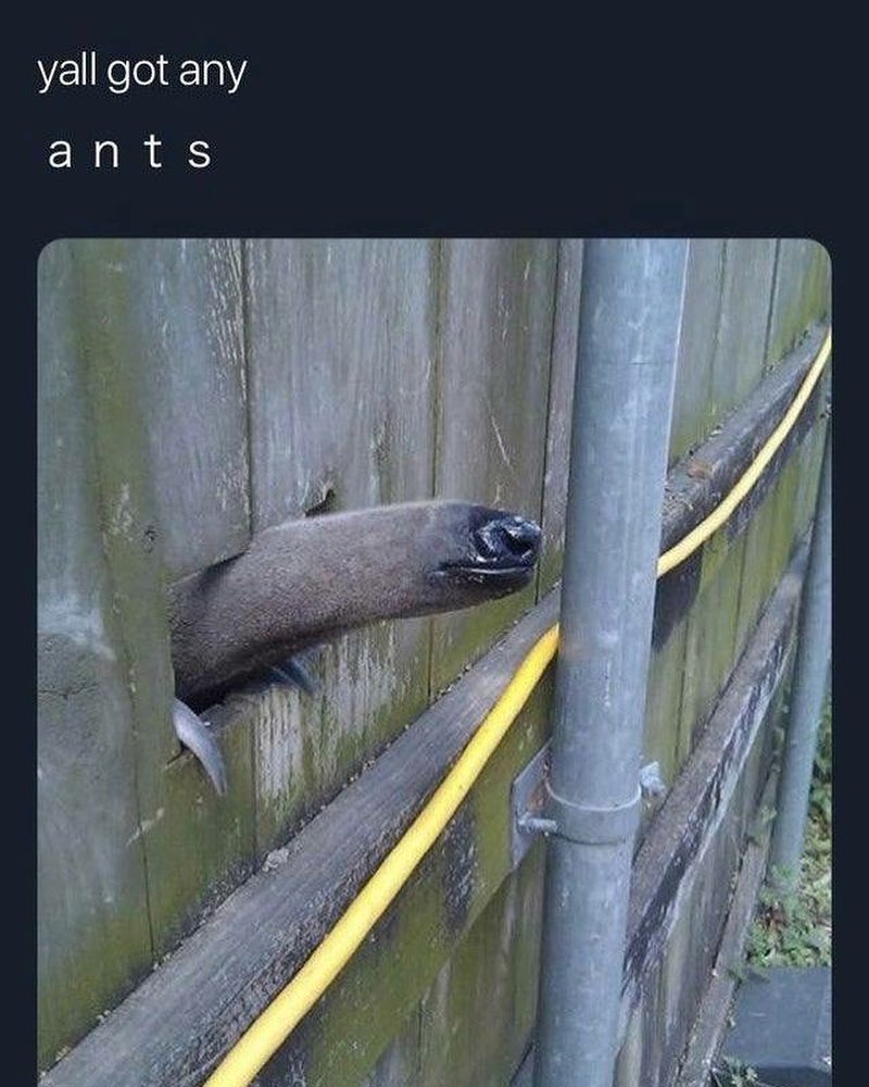 Yall got any ants.