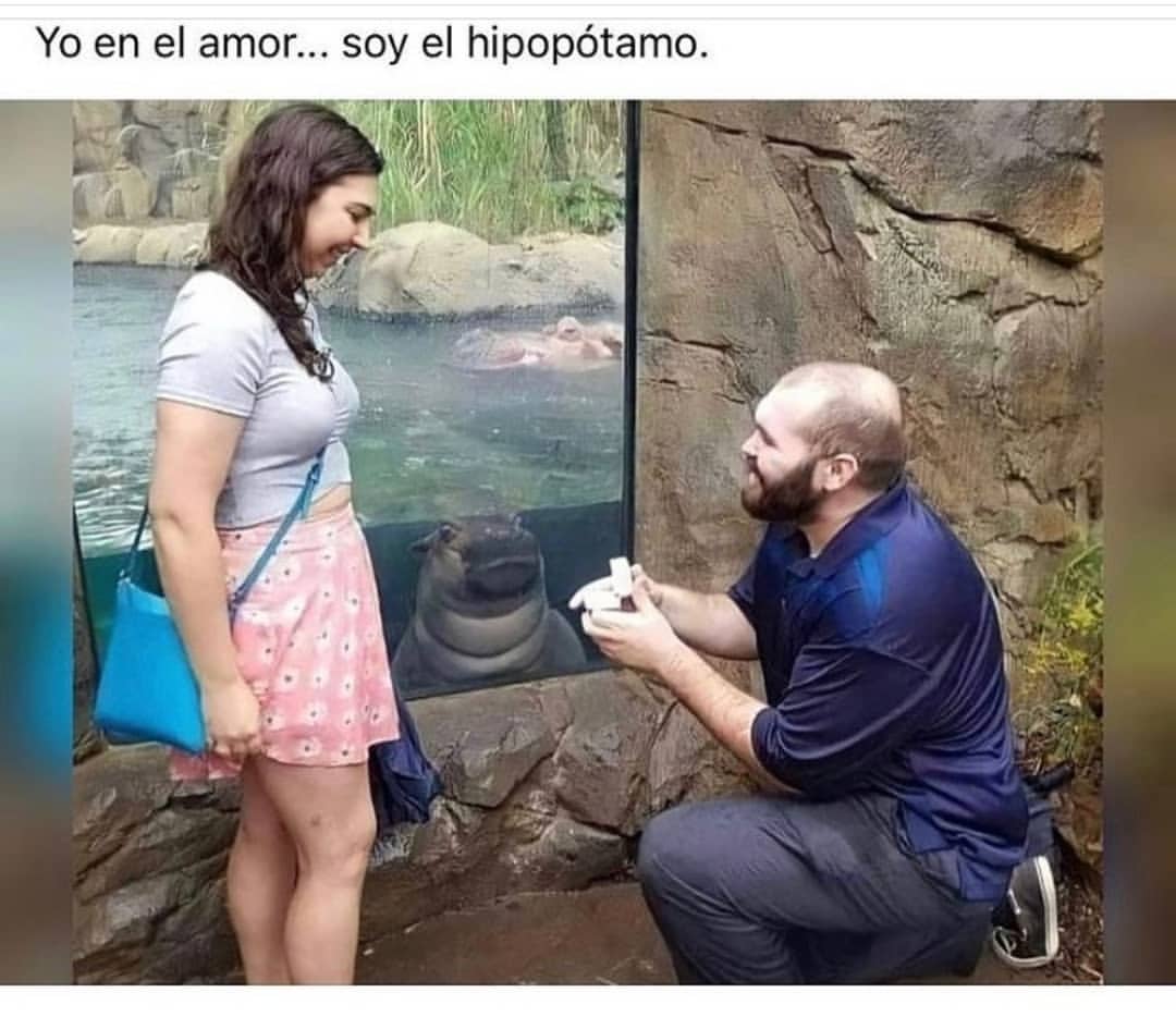 Yo en el amor... soy el hipopótamo.