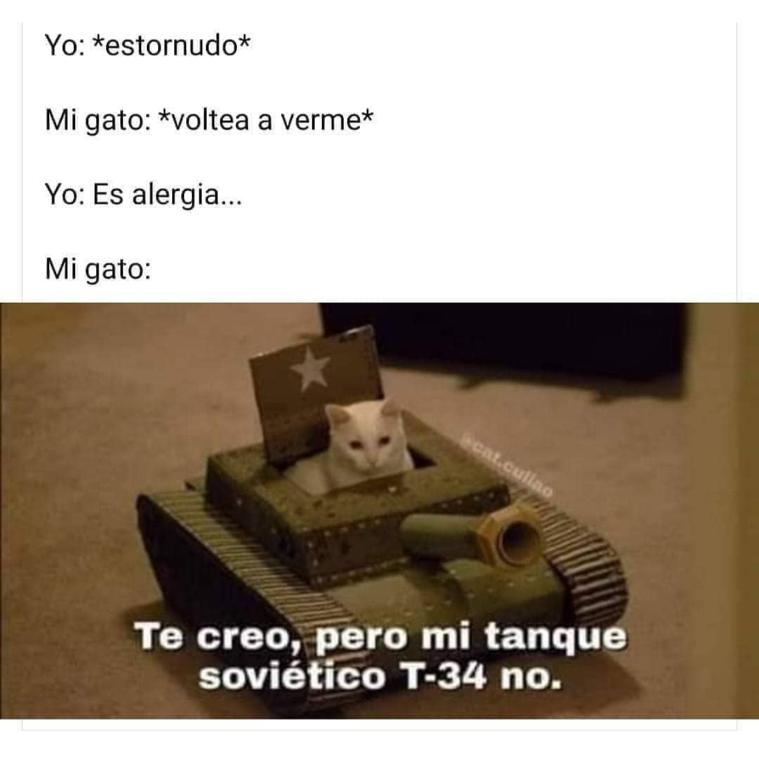 Yo: *estornudo*  Mi gato: *voltea a verme*  Yo: Es alergia...  Mi gato: Te creo, pero mi tanque soviético T-24 no.