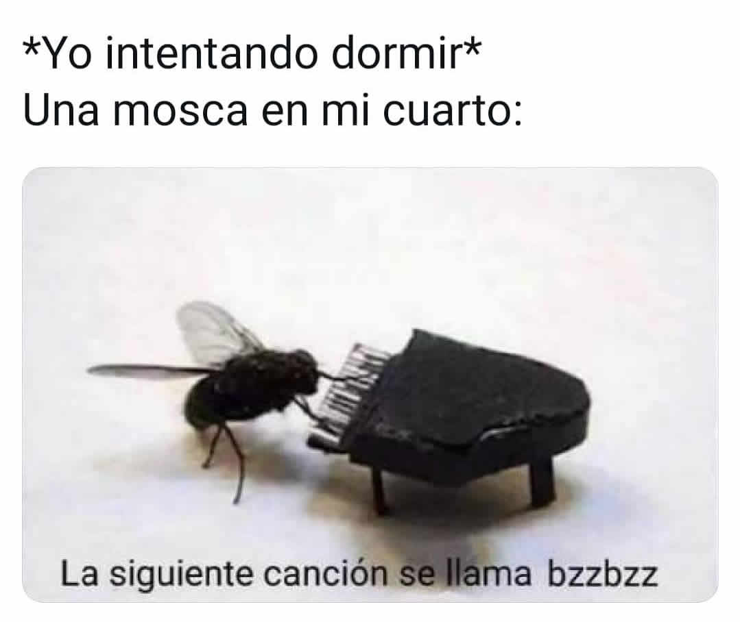 *Yo intentando dormir*  Una mosca en mi cuarto: La siguiente canción se llama bzzbzz