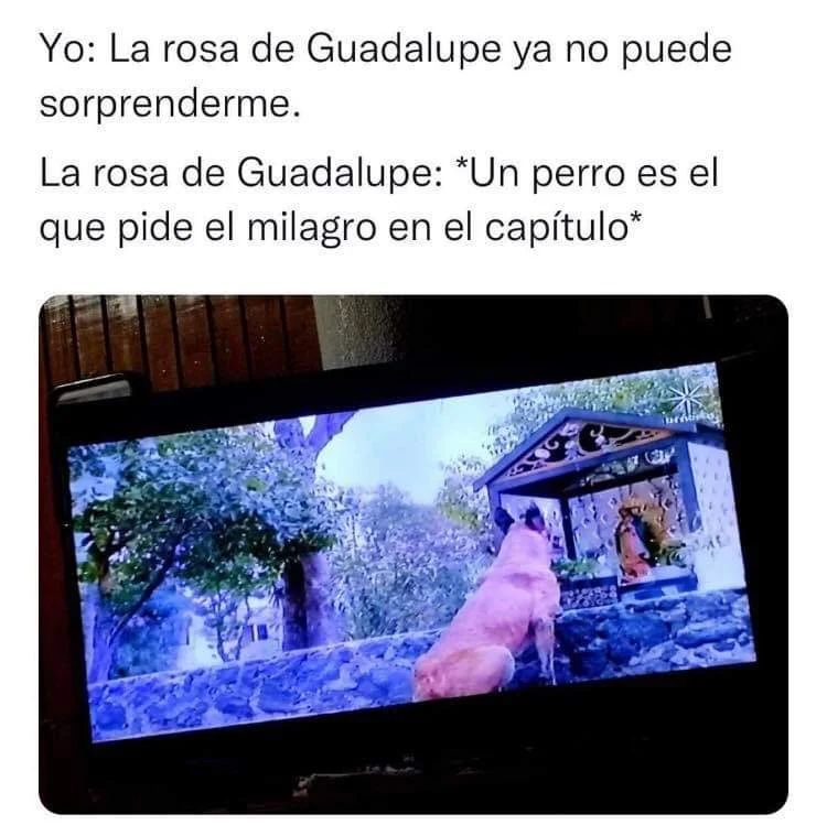 Yo: La rosa de Guadalupe ya no puede sorprenderme. La rosa de Guadalupe: *Un perro es el que pide el milagro en el capítulo*