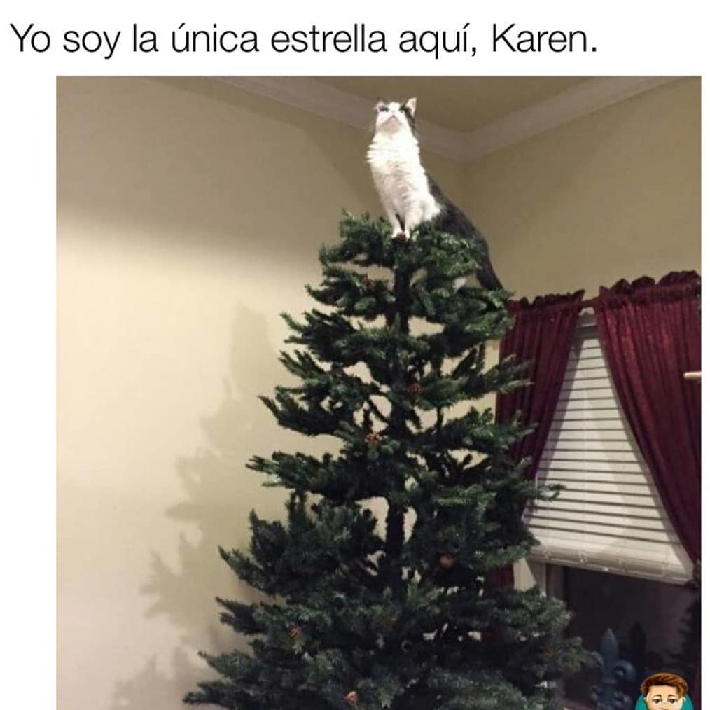 Yo soy la única estrella aquí, Karen.